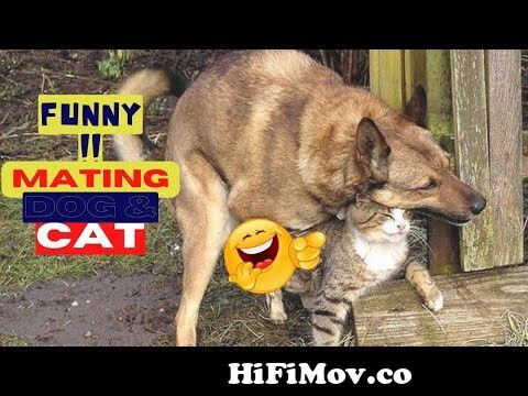 😂Try Not To Laugh Animals Video 2022 Cat And Dog MATING-BREEDING🐈️🐈️  #158| love animal | from mating videos Watch Video 