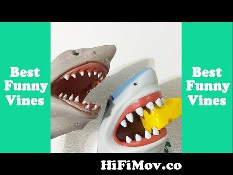 Funny Shark Puppet Funny Compilation 2020 (W Titles) Best Shark Puppet Vine  Videos from shlkarl Watch Video 