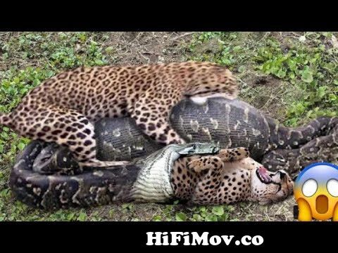 Animal Face-Off: Anaconda vs. Jaguar | My God! Giant leopard snake chase  when tiger hunts impala, from face off anaconda vs lepard downloadla rohim  rupban video song com Watch Video 