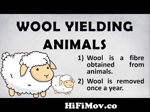 10 Lines on Wool Yielding Animals | Essay on Wool Yielding Animals | About Wool  Yielding Animals from wool definition bible Watch Video 