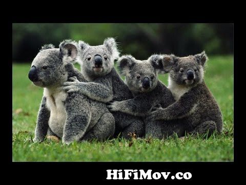 Documentaries discovery channel - Koalas Slow Life - animal planet  documentary - wildlife animals from koal video 2015 Watch Video 