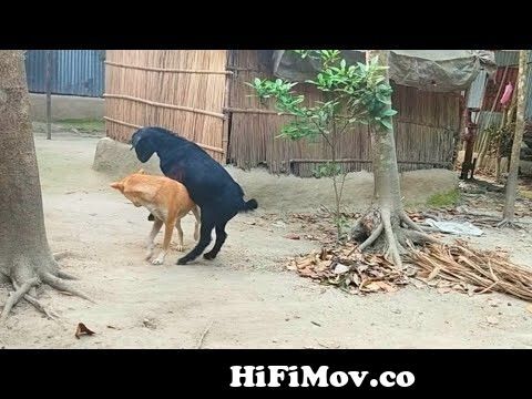 Try Not To Laugh Compilation | Best Funny dog & goat video | Funny animals  video 2021 from bakri sax admi video Watch Video 