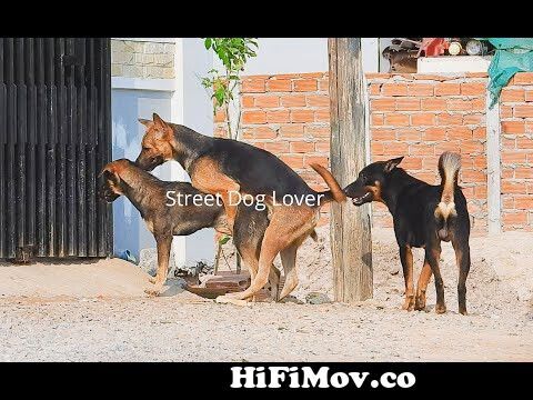 Awesome Village Dogs Breeding In Street - Animal Mating Friend - Street Dog  Lover from xxx doog Watch Video 