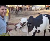 Boss Cattle farm offical