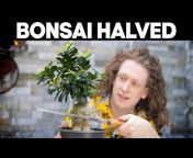 Notion Bonsai