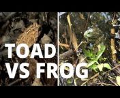 Toads N Frogs