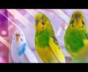 Budgie Nation