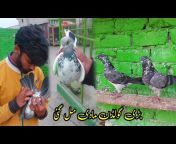 Khokhar Pigeons Club