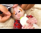 Monkey BiBi