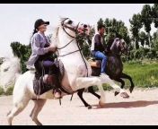Iranian horse اسب اصیل ایرانی