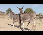 Desert Donkey