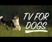 Calm Your Dog - Relaxing Music and TV for Dogs