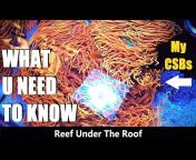Reef Under The Roof