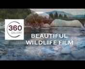 Wildlife360 Gallery