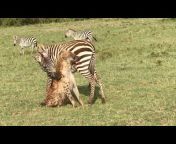 Maasai Sightings