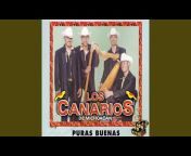 Canarios De Michoacan
