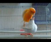 canary sound training