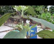 Gardening with vlogging Mitali