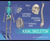 New Anatomy and Physiology Video