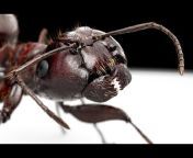 Entomology Animated