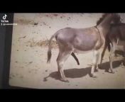 animal videos viral_