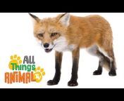 All Things Animal TV