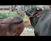 Exclusive Bulls Of Bangladesh
