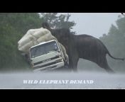 Wild elephant demand