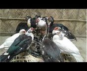 Pigeons Market. Net