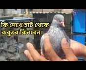 Naj Pigeon Lover