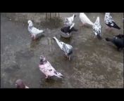 Sopi Pigeon