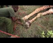 Lewa Wildlife Conservancy - Official Channel