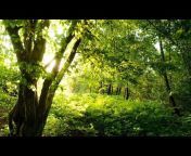 Relaxation Music - Nature - Zen - Frantz Amathy