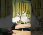 dhamrai pigeon lover
