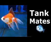 Palmer Fish Talk