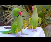 Parrot Media