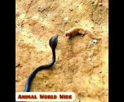 Animals World Wide