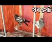 Hash Pigeon Loft