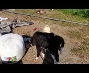 Agriculture Dairy Farming with Rishabh
