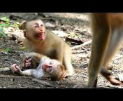 Love Primate
