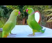 Parrot Media