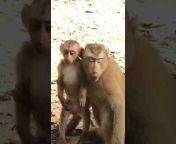 Cute baby Monkeys