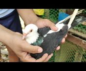 Homing Pigeon TV