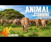 4K Relaxing - Wild Animals