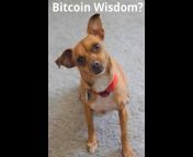 Bitcoin Insights