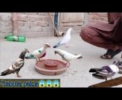 faisalabad pigeon