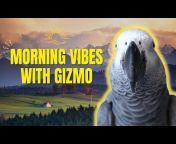 Gizmo the Grey Bird
