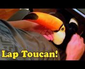 2CAN TV - My Life With Toucans!