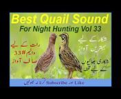 Best Quail Sound