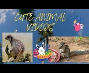 Funny animal Videos